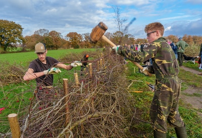 Heggenvlechten tot er geen hond of lammetje meer doorkruipt