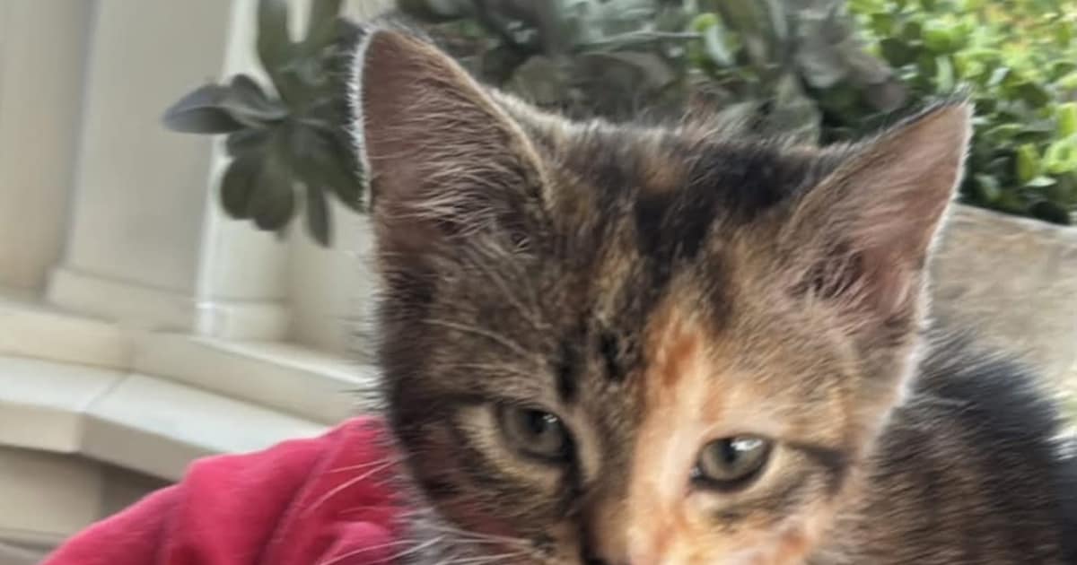 Heb jij Miep gezien? Dit huisdier wordt in Tubbergen vermist