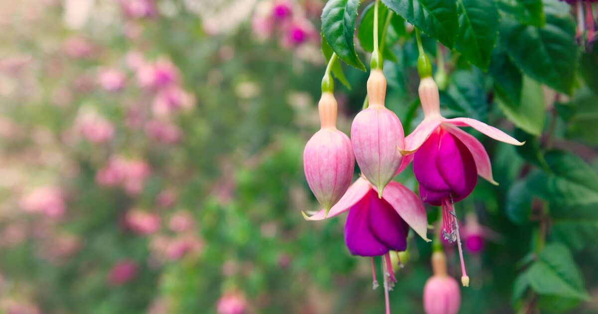 Open Fuchsiatuin opent dit weekend in Wichmond