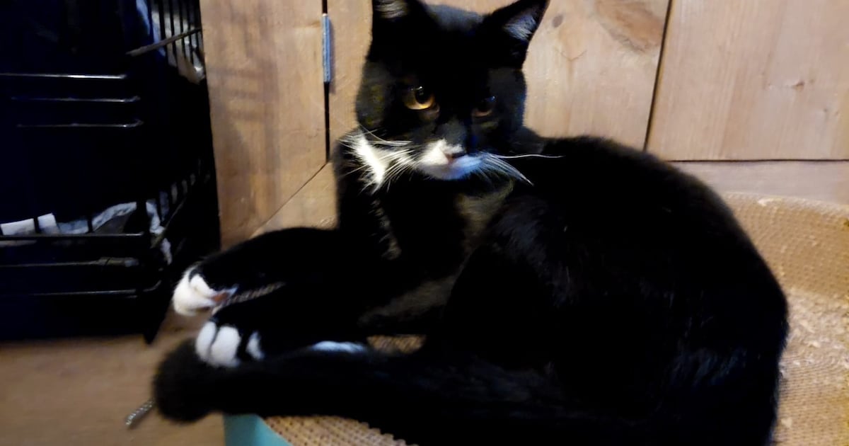 Heb jij Bram of Poessie gezien? Deze twee huisdieren worden in Twenterand vermist