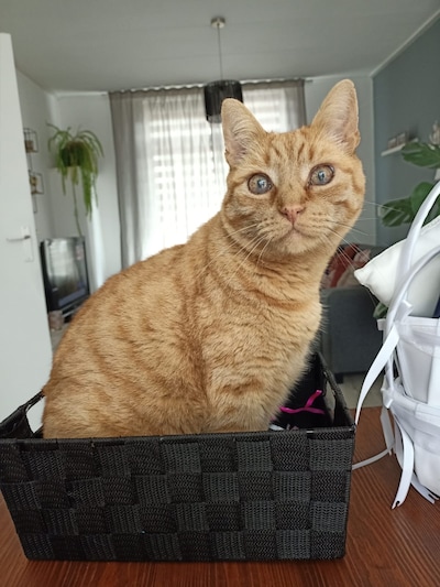 Heb jij Cito, Toeter of Joep gezien? Deze vier huisdieren worden in Almelo vermist