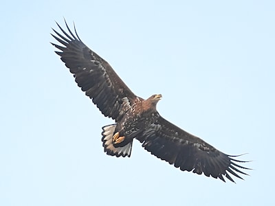 Zeearend gespot boven Wierdense Veld: 'Het dier maakt een opmars in Nederland'
