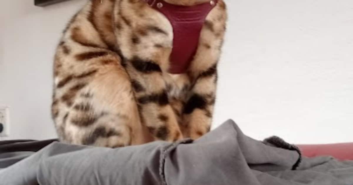 Heb jij Siepie of Midi gezien? Deze twee huisdieren worden in Zwolle vermist