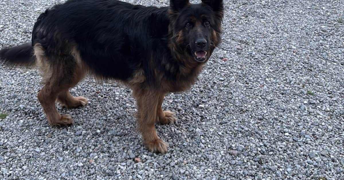 Heb jij Pamina gezien? Dit huisdier wordt in Dinkelland vermist