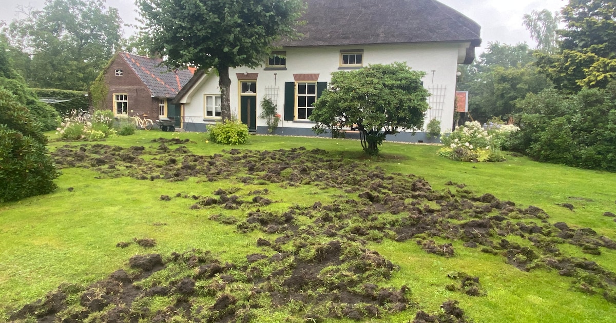 Als Steven ’s ochtends uit zijn raam kijkt, ontdekt hij de ravage in zijn tuin