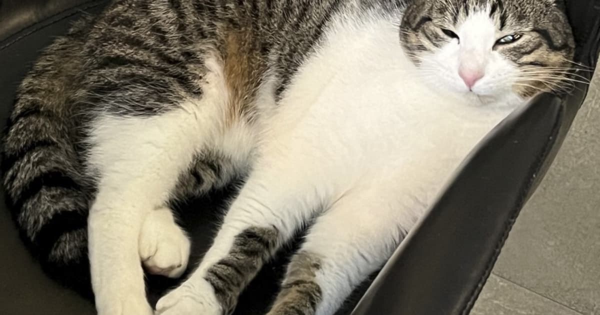 Heb jij Loki gezien? Dit huisdier wordt in Tubbergen vermist