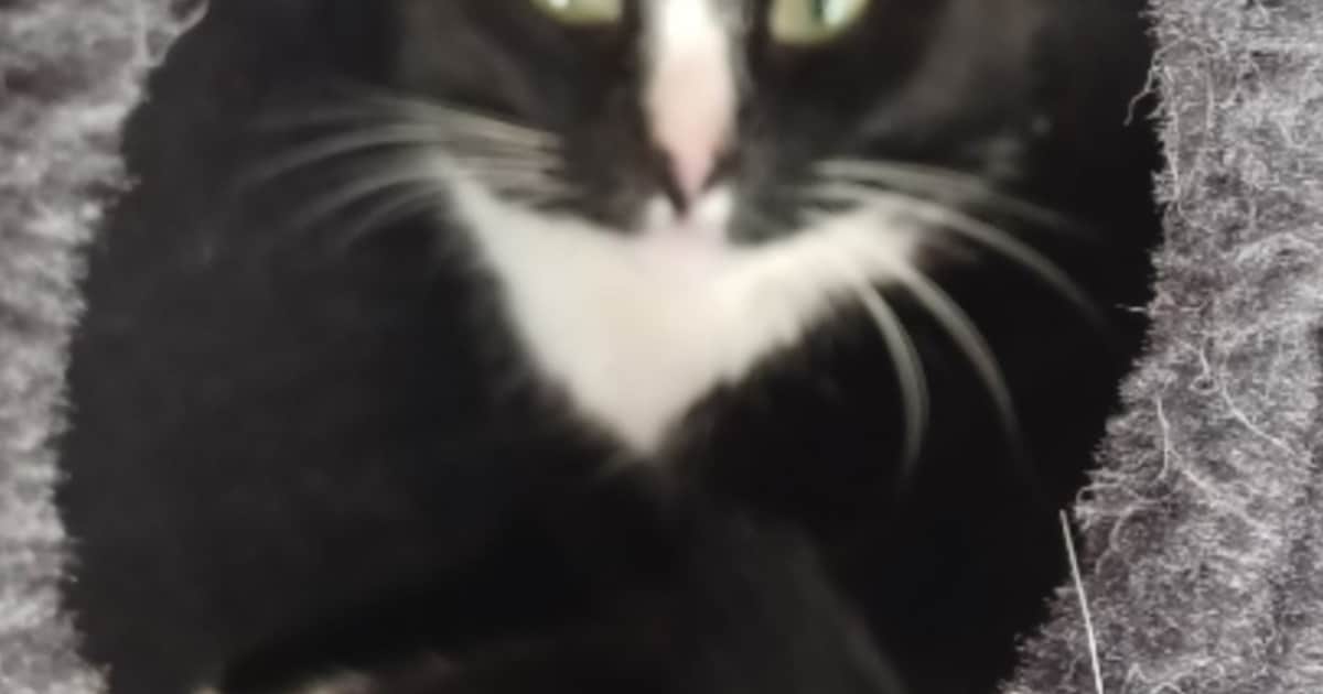 Heb jij Pip gezien? Dit huisdier wordt in Losser vermist