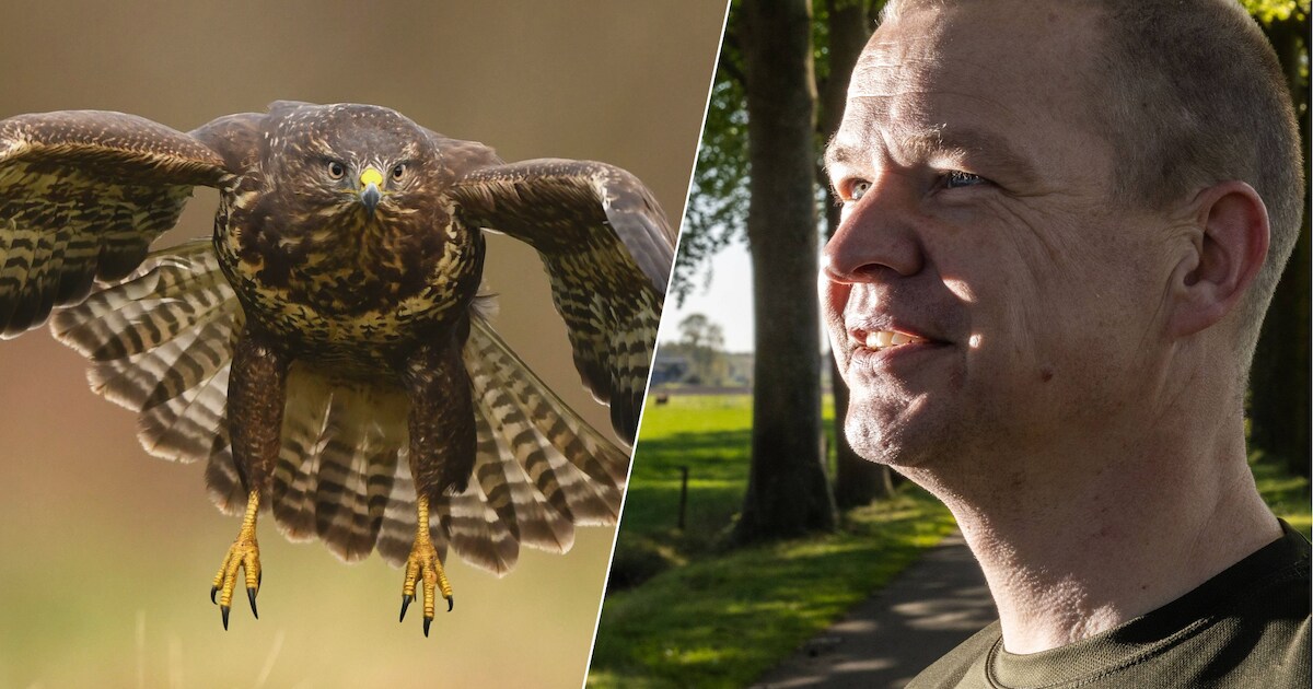 Buizerd valt hardlopers aan in Schalkhaar: dit moet je wel en niet doen