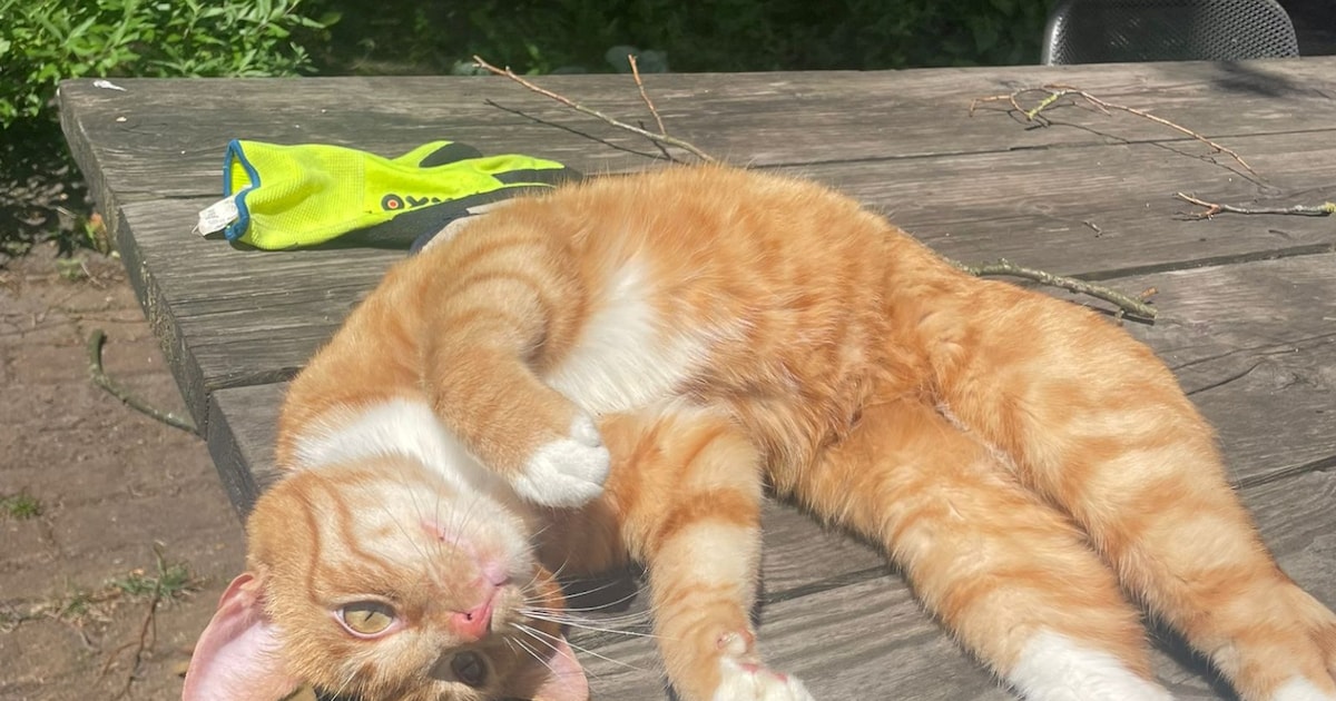 Heb jij Lucy, Saar of Miep gezien? Deze negen huisdieren worden in Enschede vermist