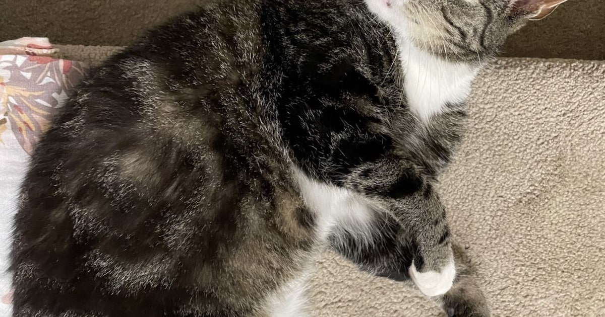 Heb jij Jimmie gezien? Dit huisdier wordt in Haaksbergen vermist