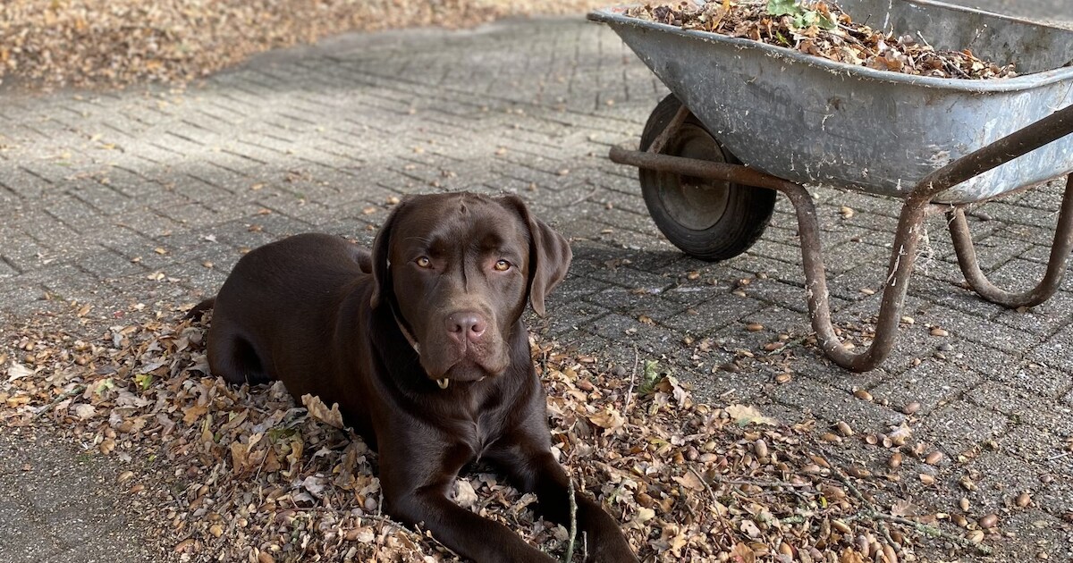 Heb jij Gabber gezien? Dit huisdier wordt in Tubbergen vermist