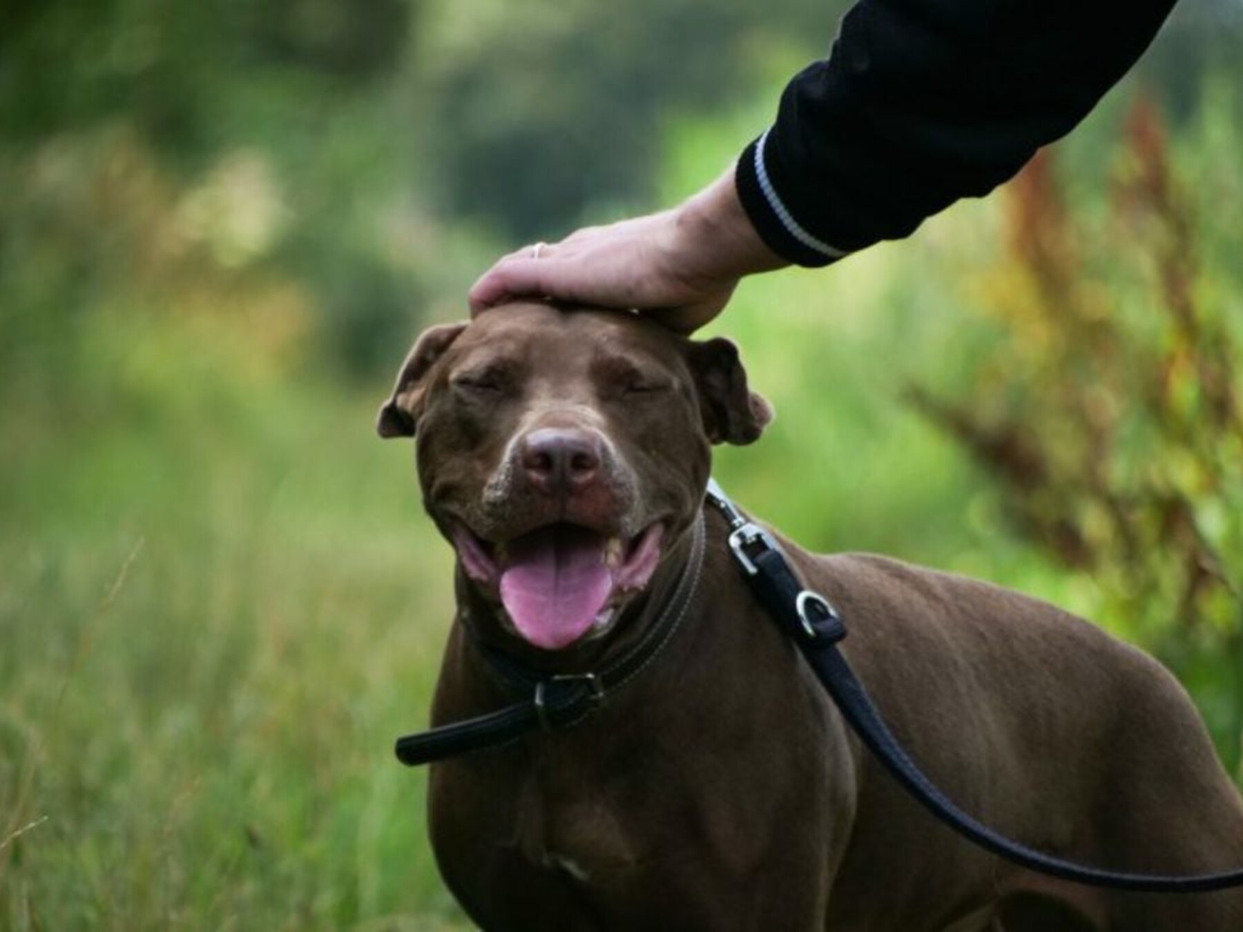 Doen op dierendag: hier in Almelo is een feestje voor je allerliefste beestje