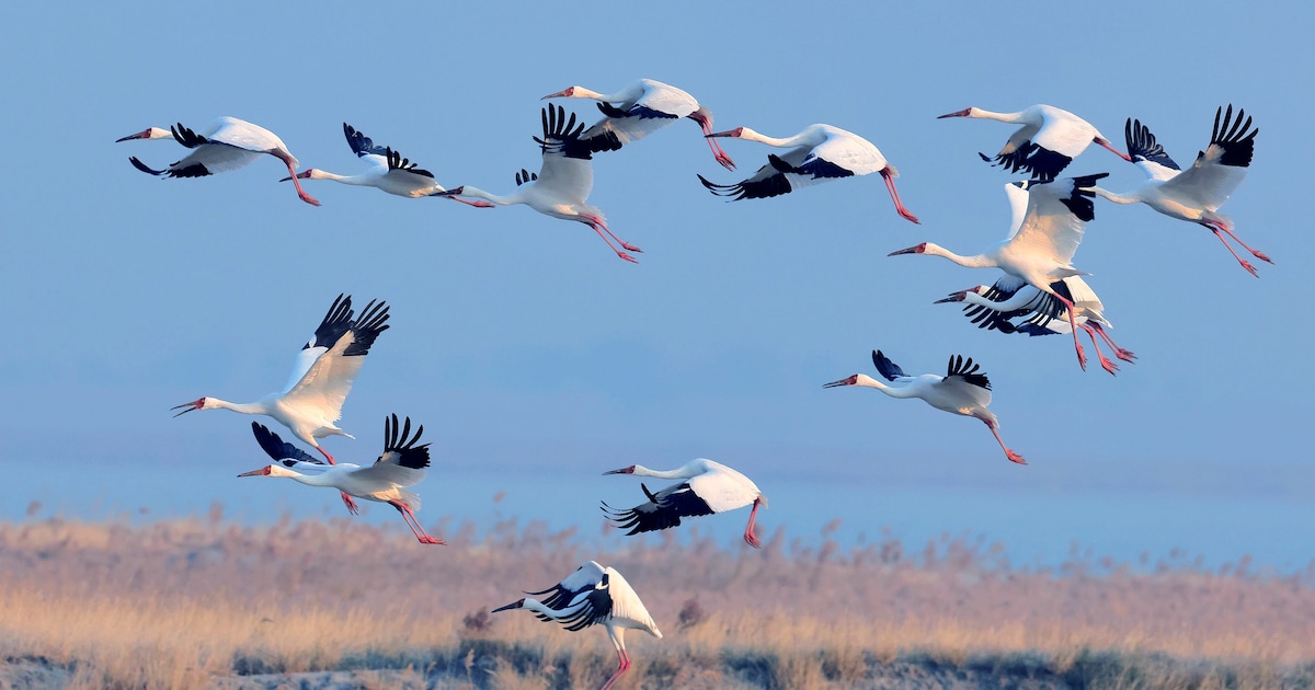 Vogelwerkgroep Berkelland telt trekvogels tijdens EuroBirdWatch in Eibergen