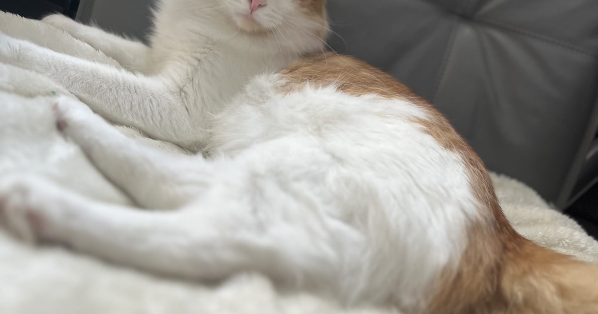 Heb jij Ralf of Leon gezien? Deze twee huisdieren worden in Oldenzaal vermist