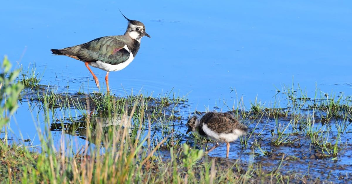 Wandeling natuur en cultuurhistorie bij Engbergen
