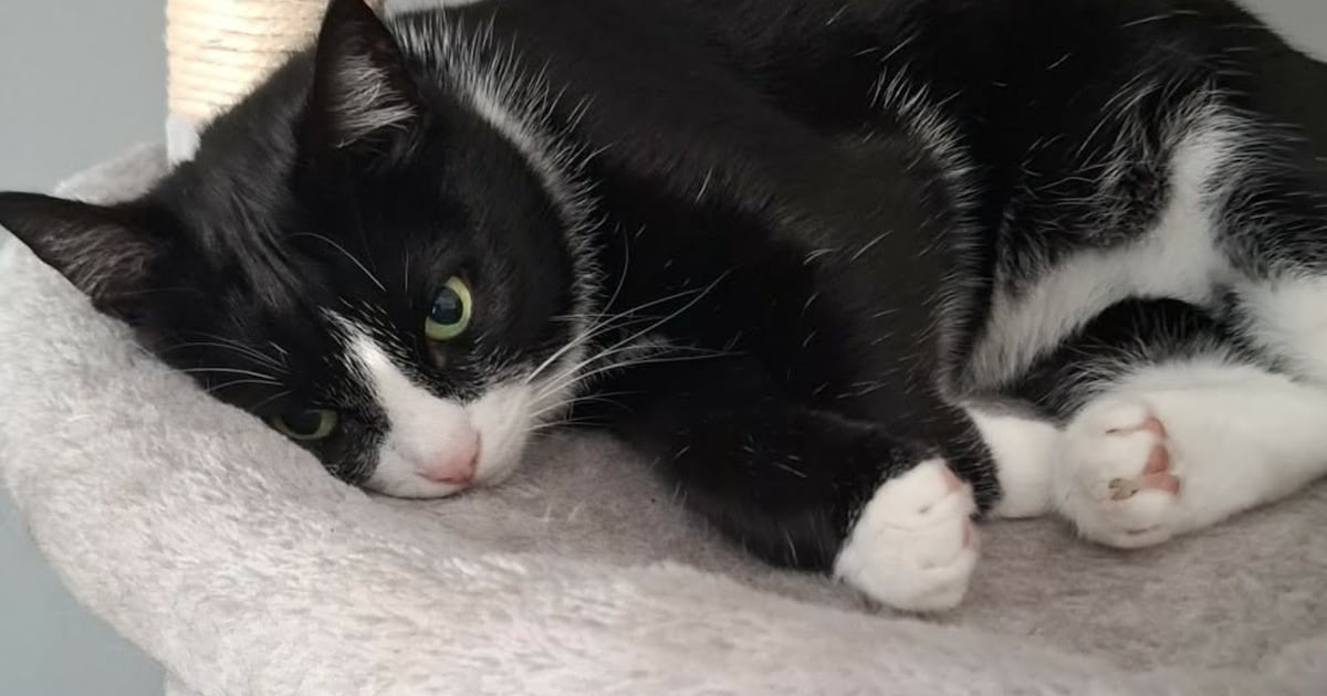 Heb jij Felix gezien? Dit huisdier wordt in Dinkelland vermist