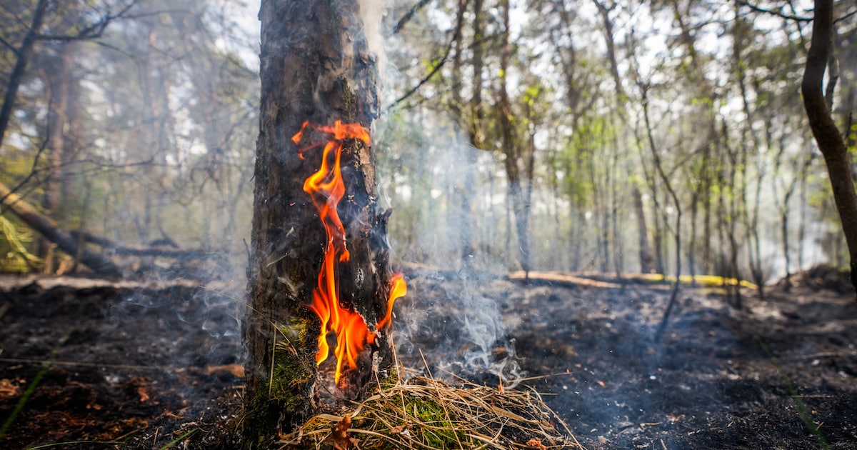 Brandweer geeft code rood af voor natuurbranden, en het is nog niet eens zomer: waarom nú al?