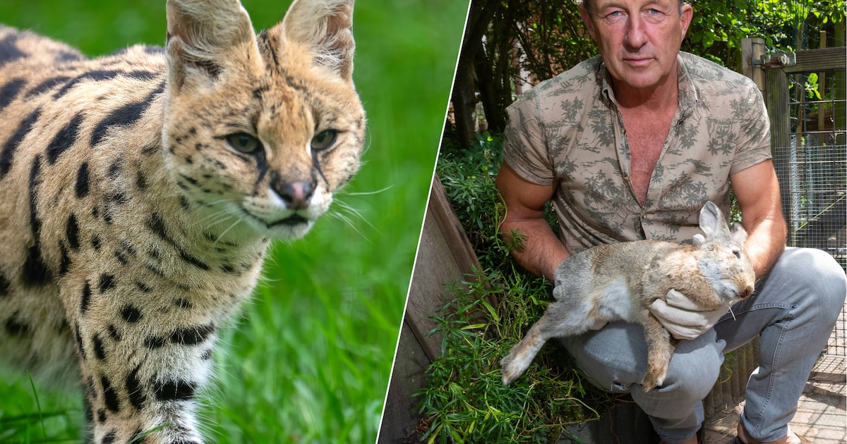 Johans konijn werd gegrepen door een serval, maar mensen hoeven niet bang te zijn: ‘Geniet van de sc