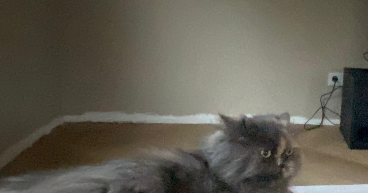 Heb jij Chewie gezien? Dit huisdier wordt in Hellendoorn vermist