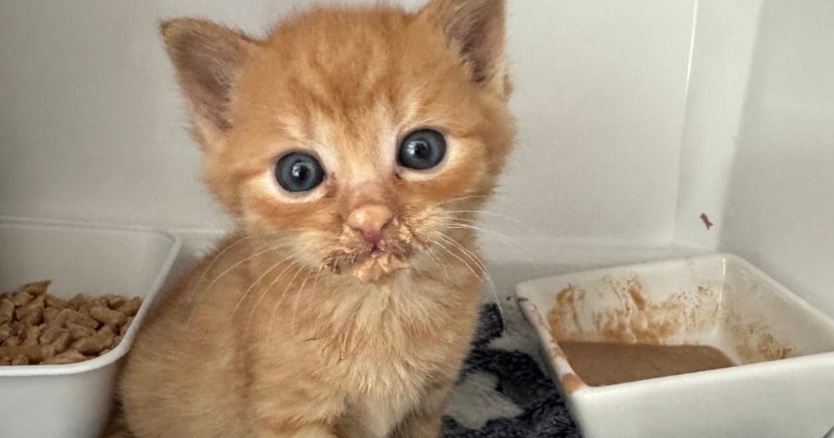 Met spoed gezocht door dierenasiel ’t Noordbroek: gastgezinnen voor kittens