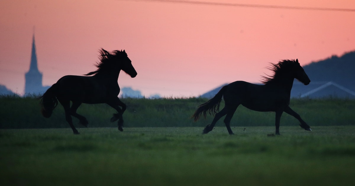 Rust van alle dieren verstoord door vuurwerk: 'Paniek die paarden kunnen ervaren is gewoon heel ziel