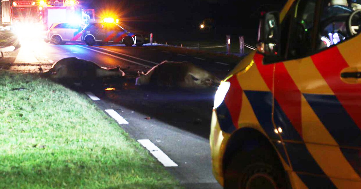 Eigenaar doodgereden paarden Weerselo: ‘Het ging vreselijk mis’ | Regio ...