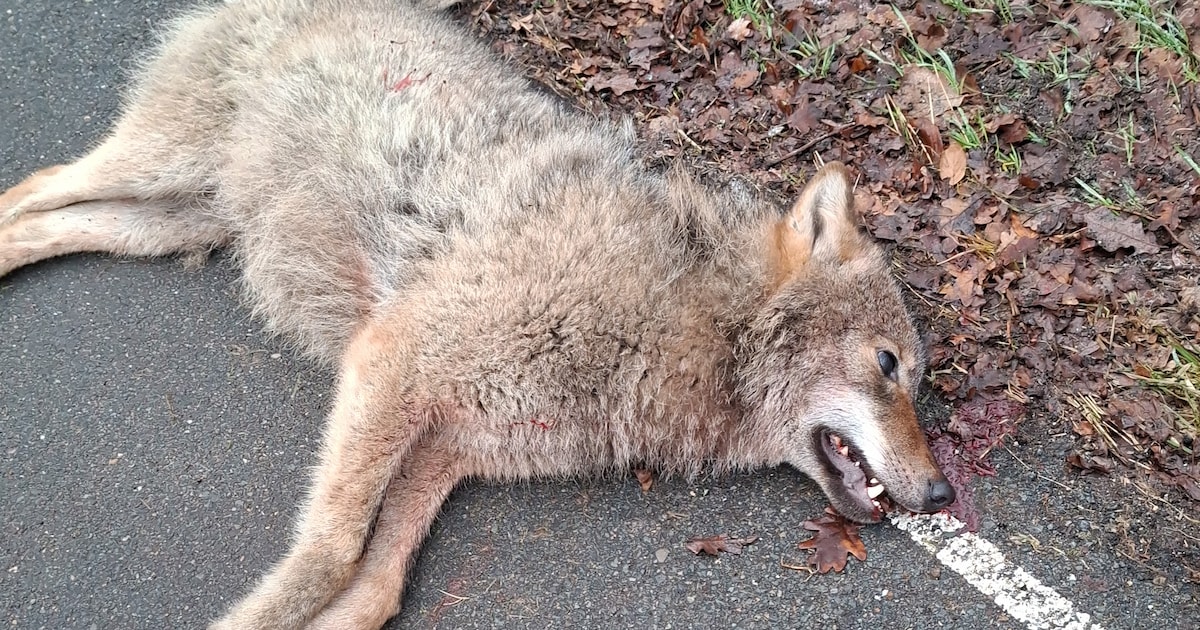 Dode wolf gevonden langs weg bij Nunspeet, dier is vermoedelijk aangereden