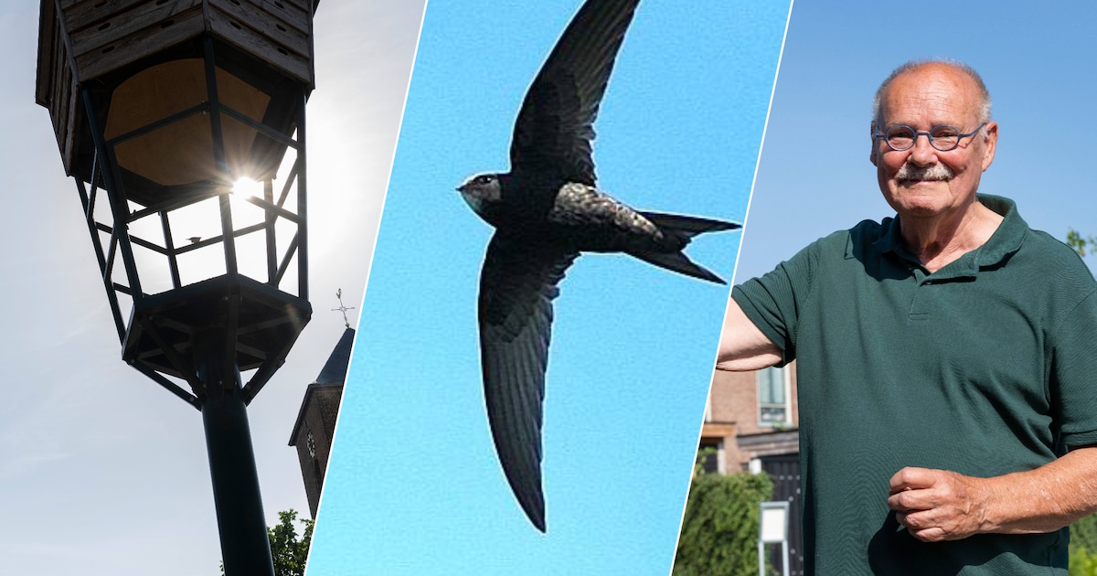 Ze vliegen 500 kilometer per dag, slapen in de lucht en landen bijna nooit, maar wel in dit dorp in 