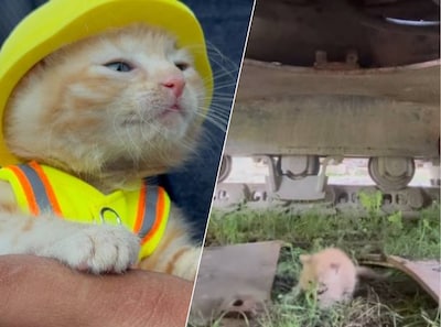 Van gemiauw uit een graafmachine naar miniwerkkleding: kitten Sue steelt de harten van de bouwvakkers