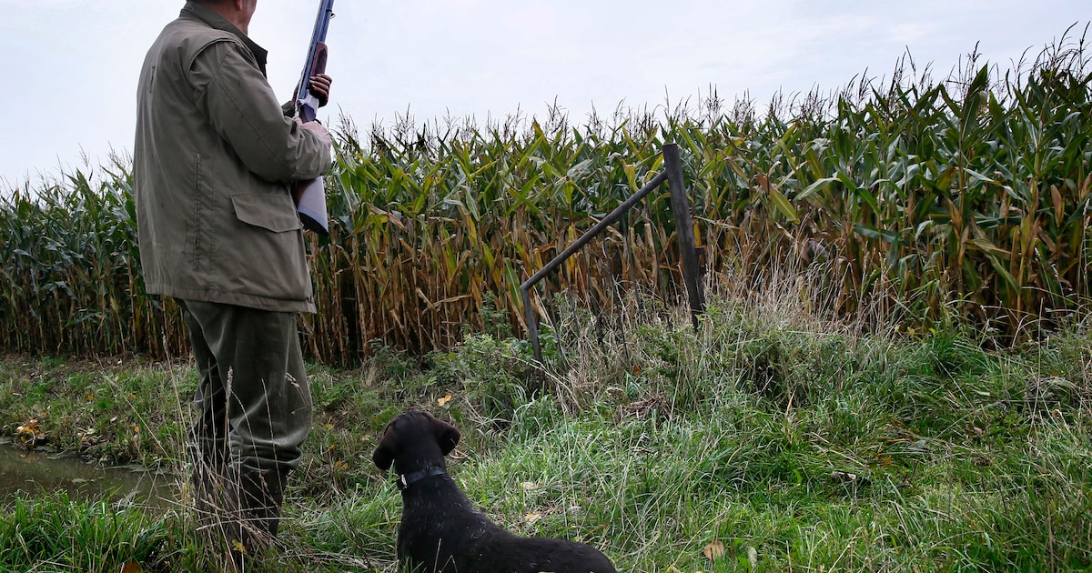 ‘Spreek katteneigenaar aan voor schade’