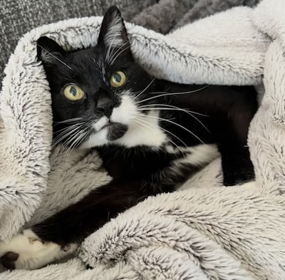Heb jij Bowie gezien? Dit huisdier wordt in Almelo vermist