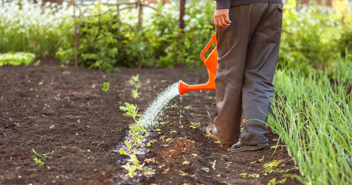 Gratis bloemzaden voor groene tuinen in Losser
