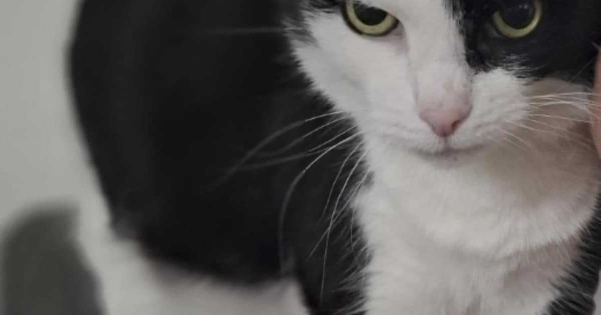 Heb jij Evi gezien? Dit huisdier wordt in Tubbergen vermist