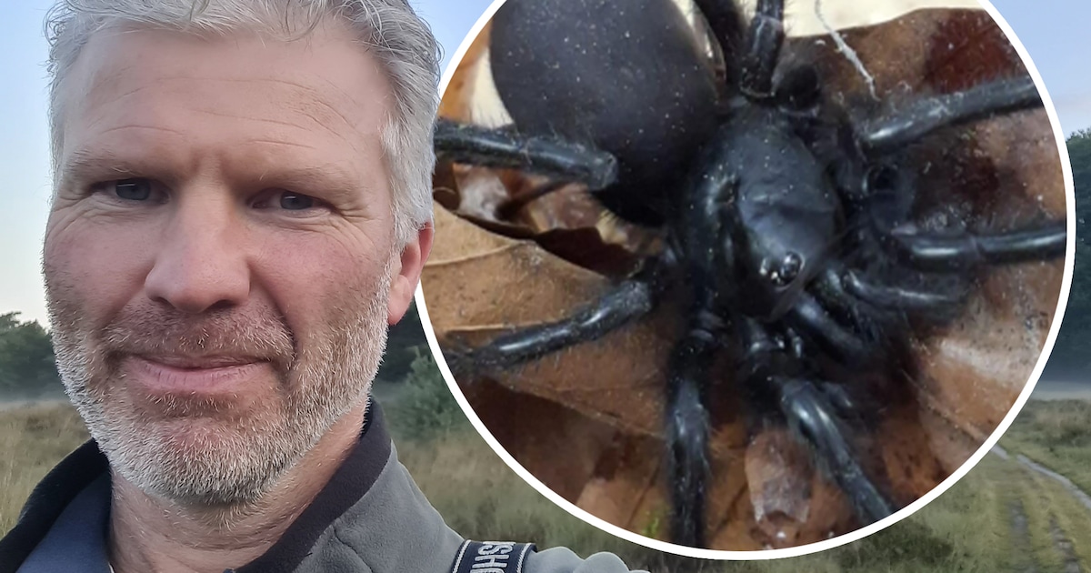 Spaanse stierspin reist mee met olijfbomen: ‘Maar in de potgrond zitten grotere lastpakken’