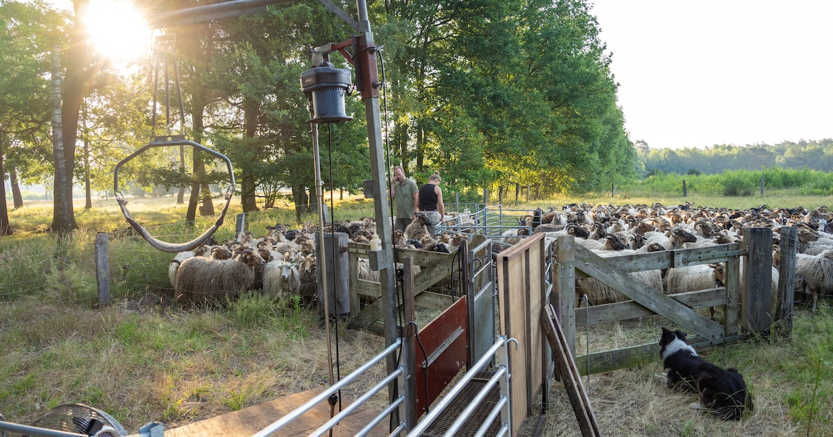 ‘Kom maar schatje’: 350 schapen van de schaapskudde in Markelo krijgen in razend tempo hun zomeroutf