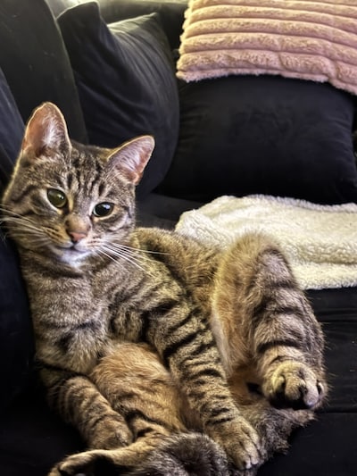Heb jij Simba, Nala of Luna gezien? Deze vier huisdieren worden in Almelo vermist
