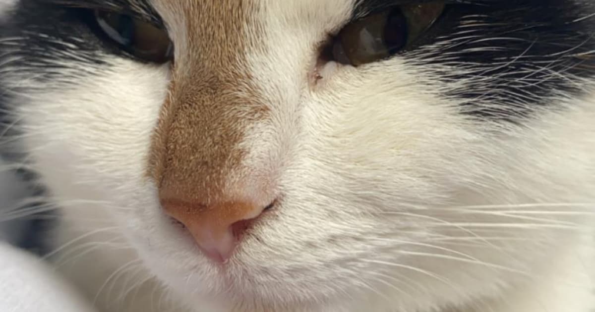 Heb jij Toetie gezien? Dit huisdier wordt in Twenterand vermist