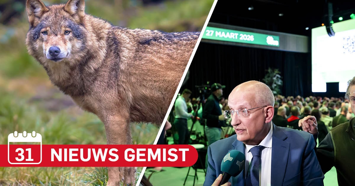 Gemist? Wolf aangereden op de A1 bij Bathmen & BBB zet senator uit Eerste Kamerfractie