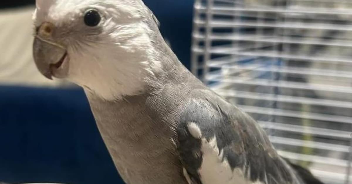 Heb jij Charly gezien? Dit huisdier wordt in Wierden vermist