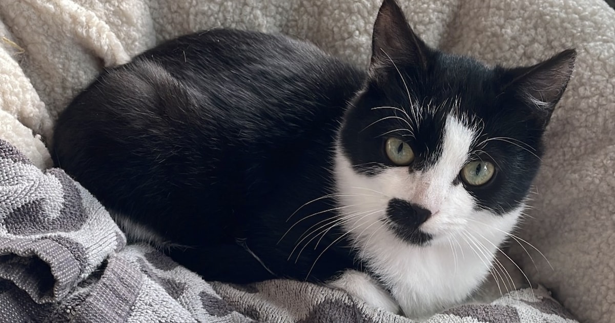 Heb jij Inimini gezien? Dit huisdier wordt in Borne vermist