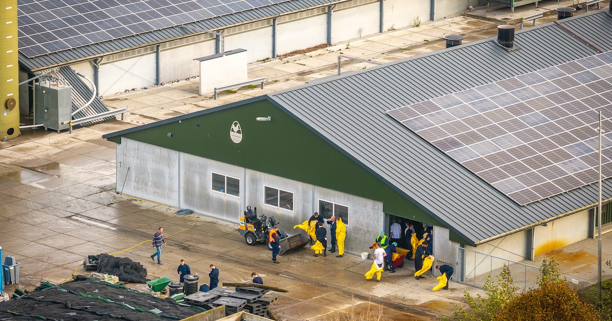 Vogelgriep in Zeewolde: 12.000 eenden worden geruimd