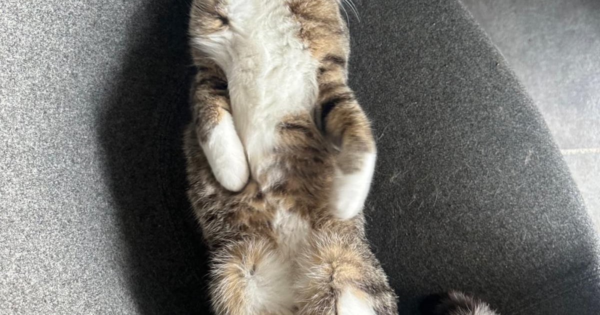 Heb jij Guus gezien? Dit huisdier wordt in Wierden vermist
