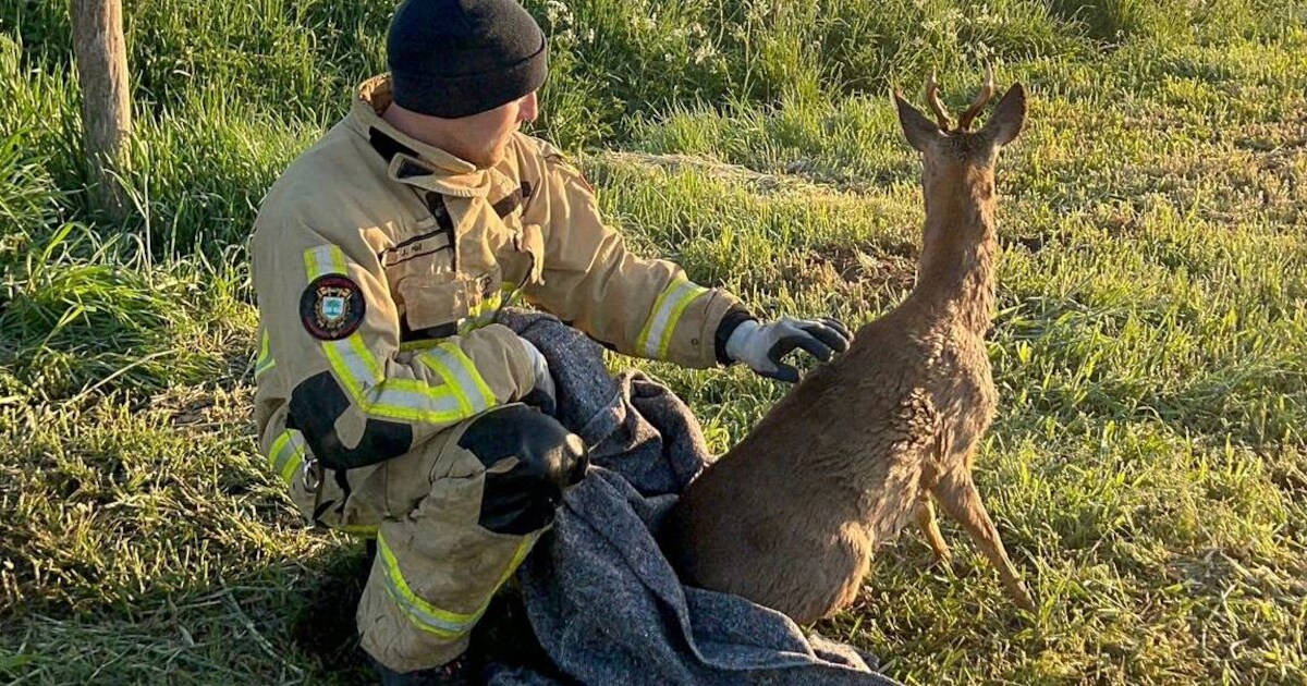 Jonge ree kan zelf niet uit het kanaal bij Vriezenveen komen, brandweer ...