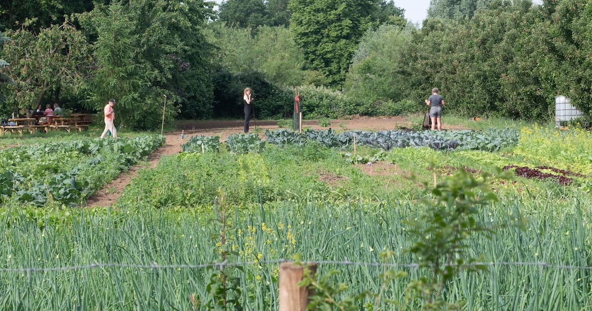 Deze oogsttuin in Zutphen levert meer op dan alleen kersen en sla