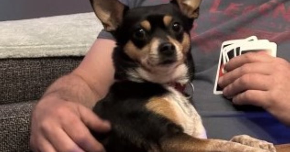 Heb jij Mini gezien? Dit huisdier wordt in Dinkelland vermist