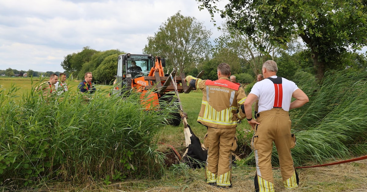 Succesvolle reddingsactie in Rijssen: koe wordt door brandweer uit sloot gehaald
