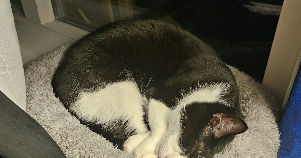 Heb jij Floepsie gezien? Dit huisdier wordt in Twenterand vermist