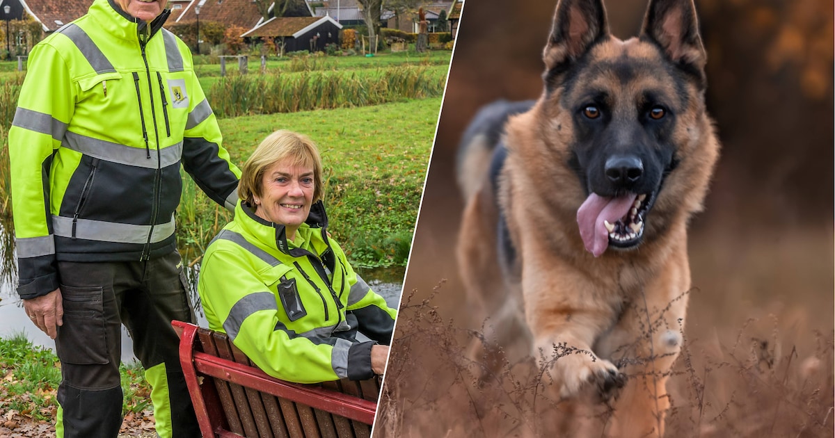 Wolfsmelding in Denekamp zorgt voor grote politie-inzet: ‘Het was een heel sluw beest’