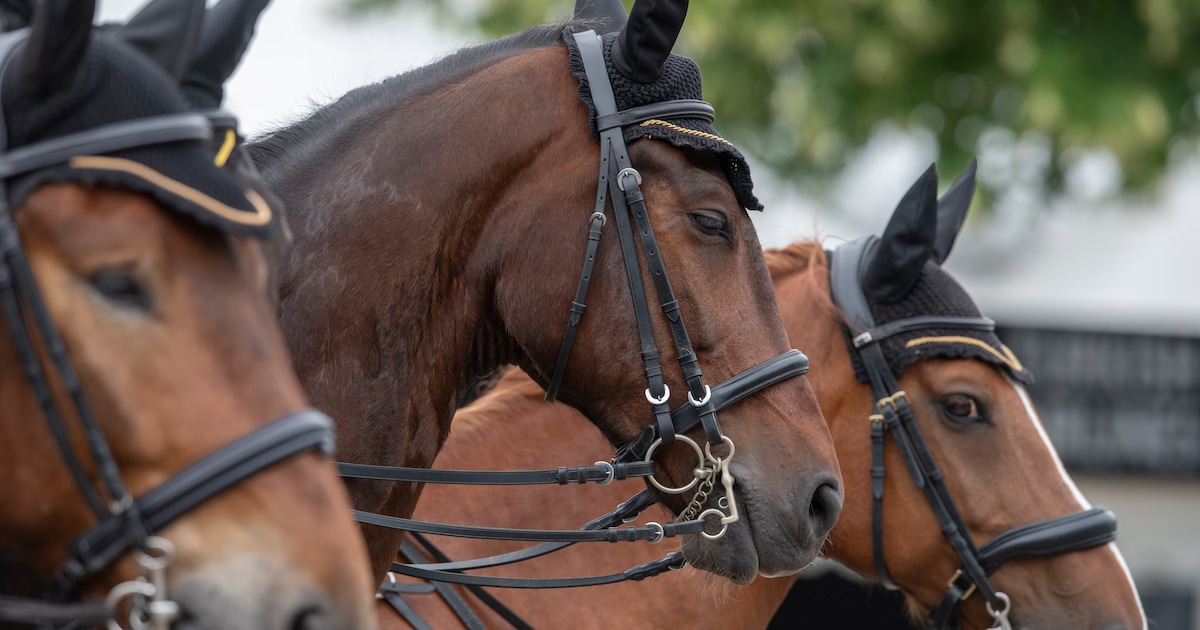 Ruzie over dure paarden gaat door in de rechtbank: ‘Wil geen zaken meer met deze mensen doen’