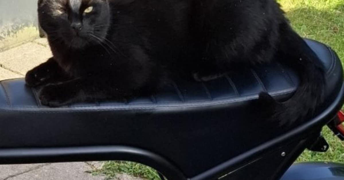 Heb jij Nora gezien? Dit huisdier wordt in Losser vermist